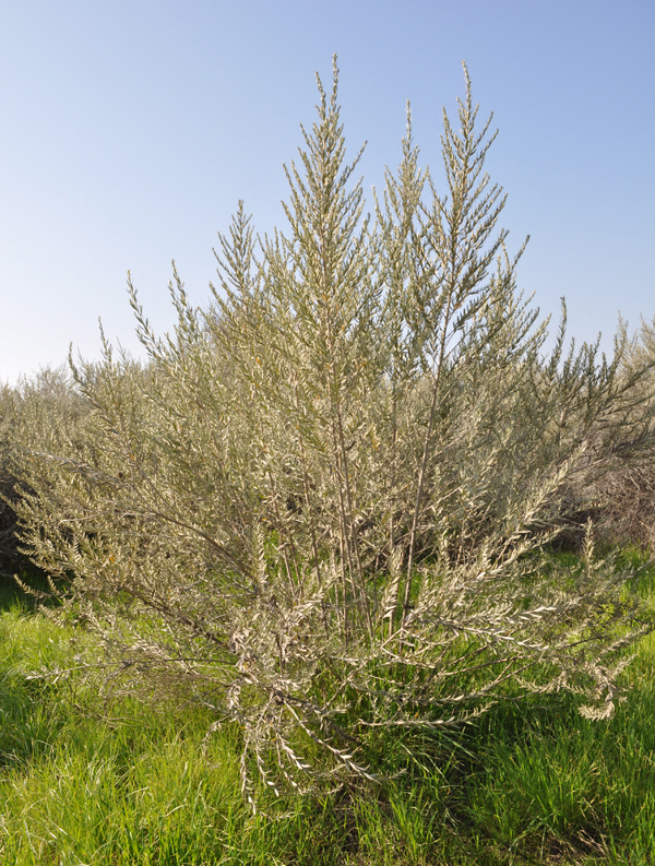 Allscale Saltbush