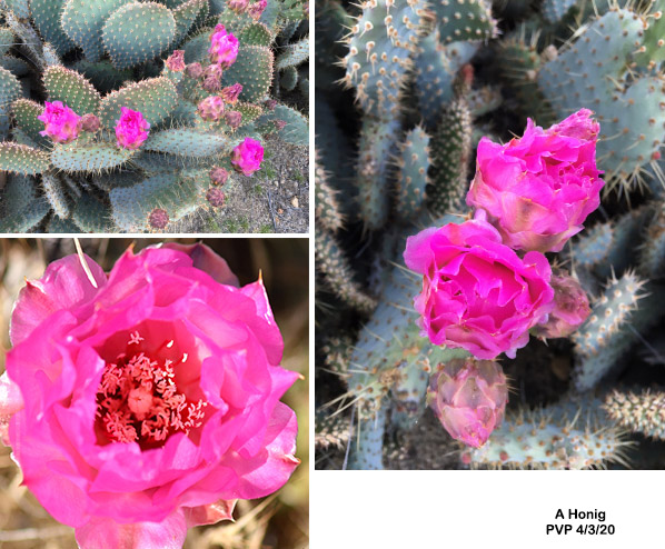 Bakersfield cactus