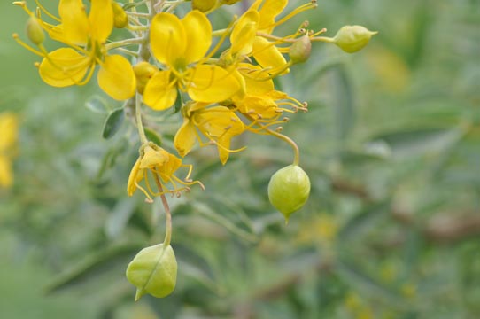 Bladderpod