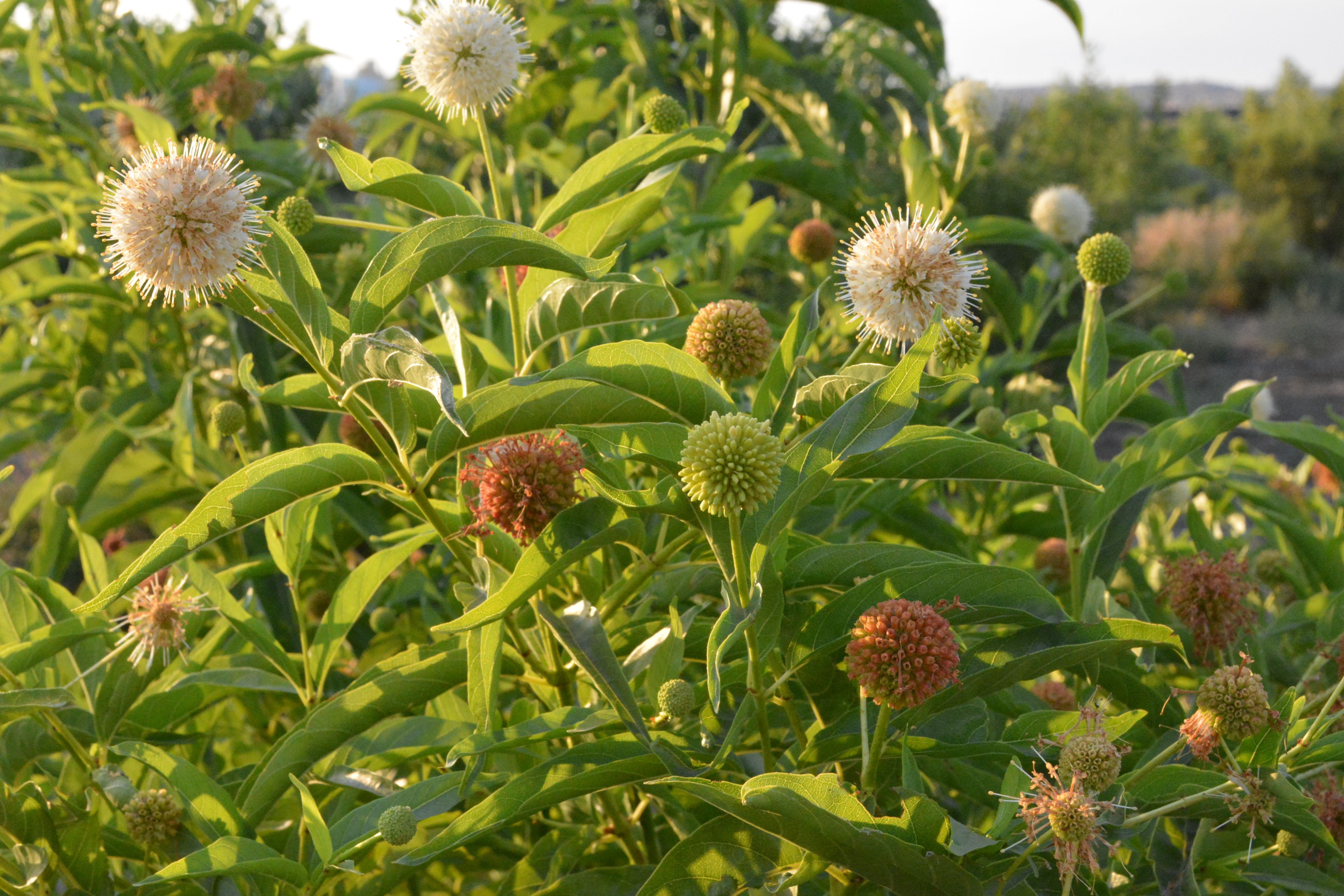 Buttonbush Blooms