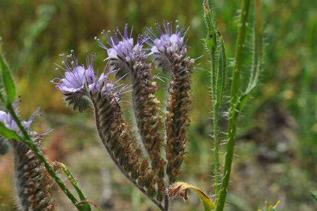 Caterpillar Phacelia