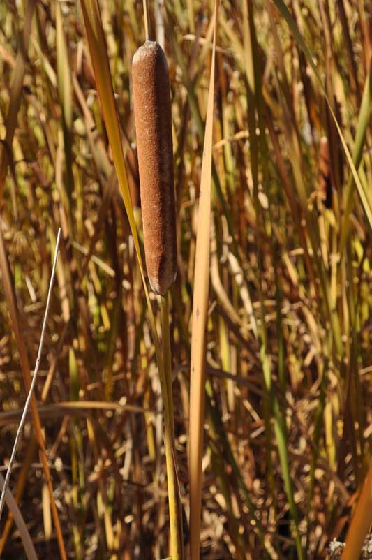 Slender Cattail