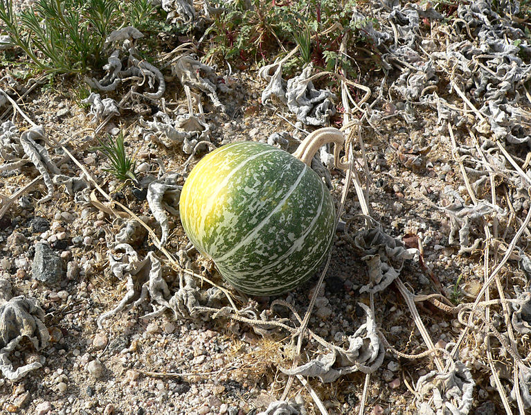 Stinking/Coyote Gourd