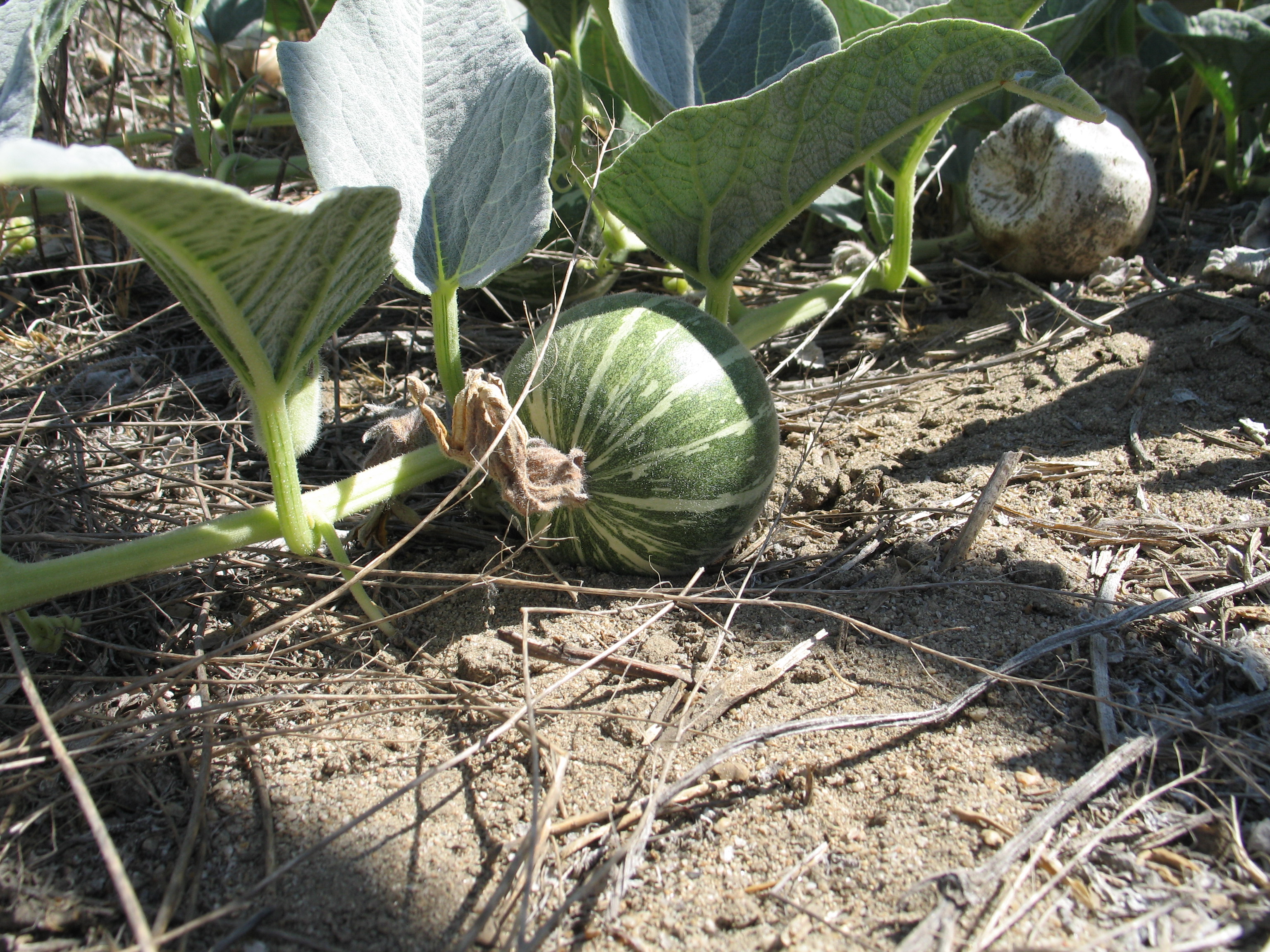 Stinking/Coyote Gourd