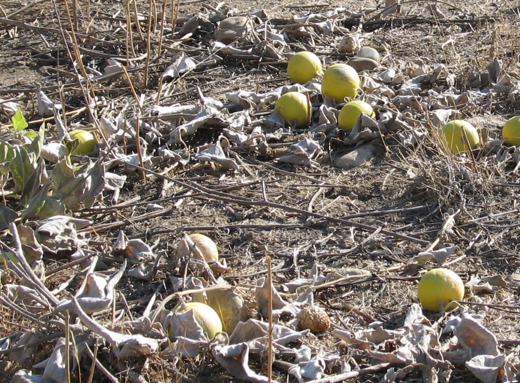 Stinking Gourd