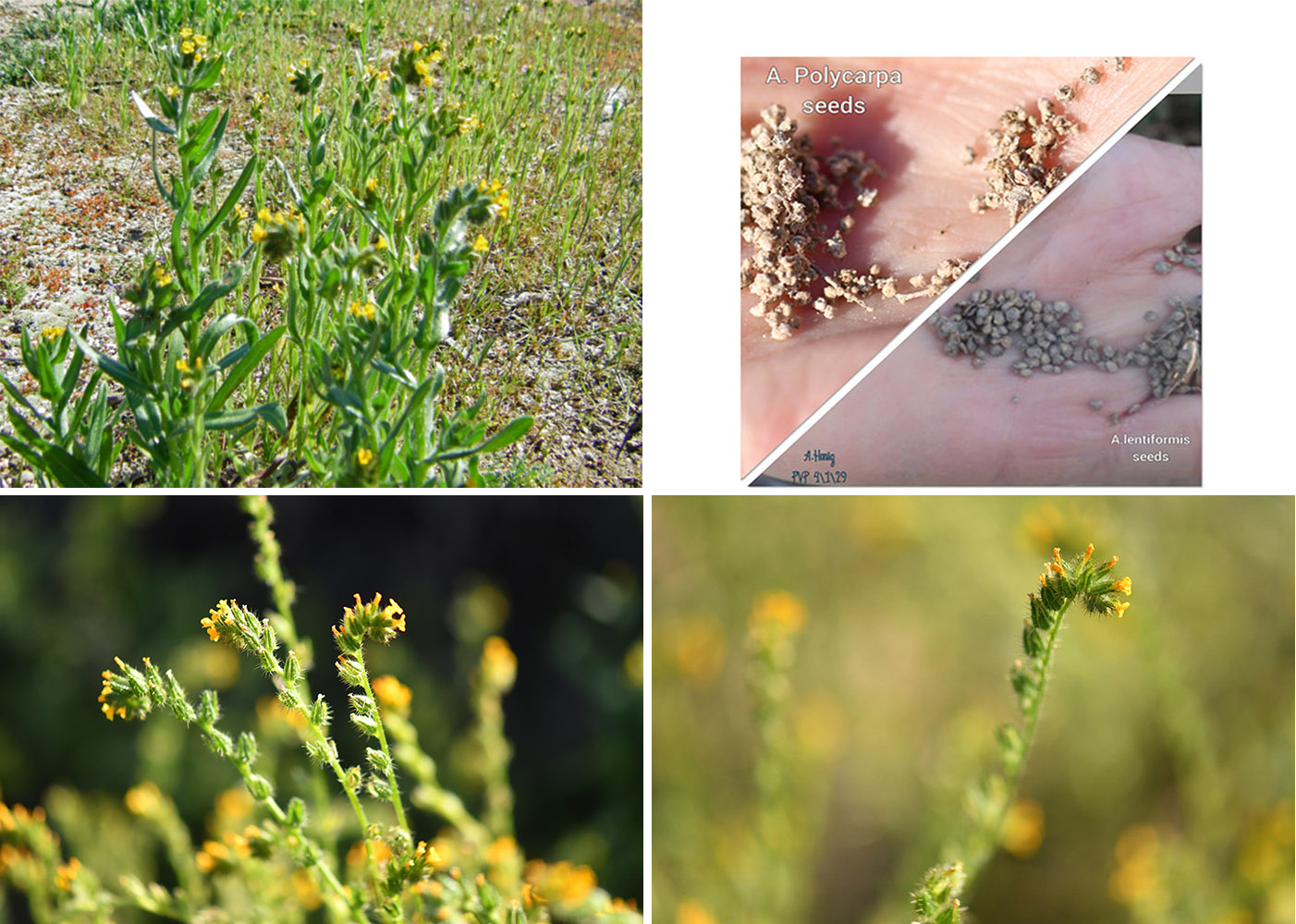 Common Fiddleneck