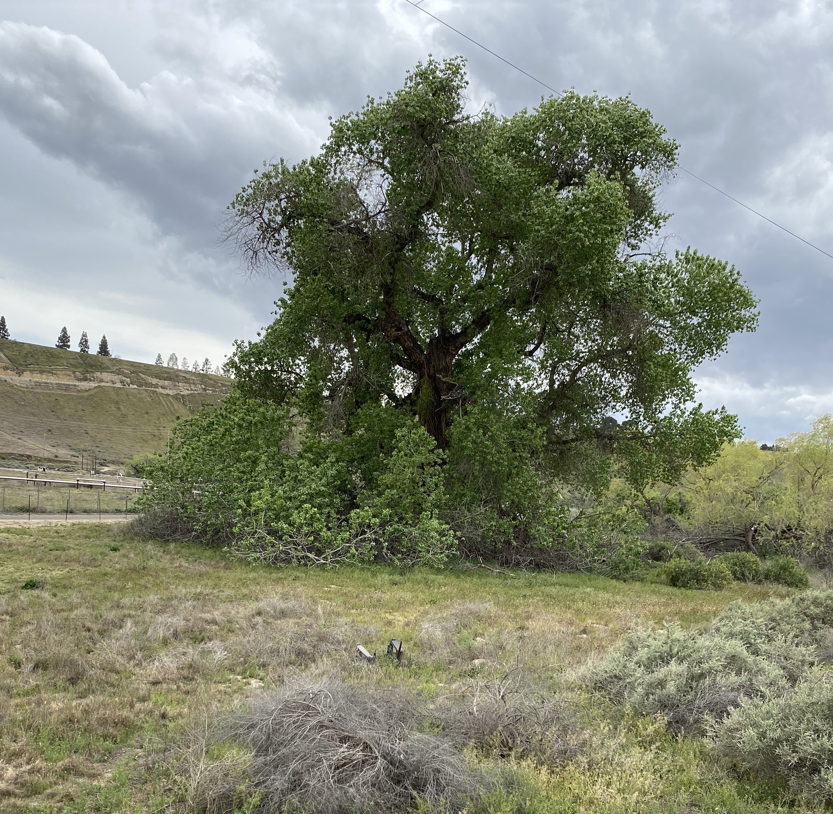 Fremont Cottonwood