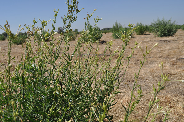 Indian Tobacco