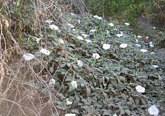 Western Jimsonweed