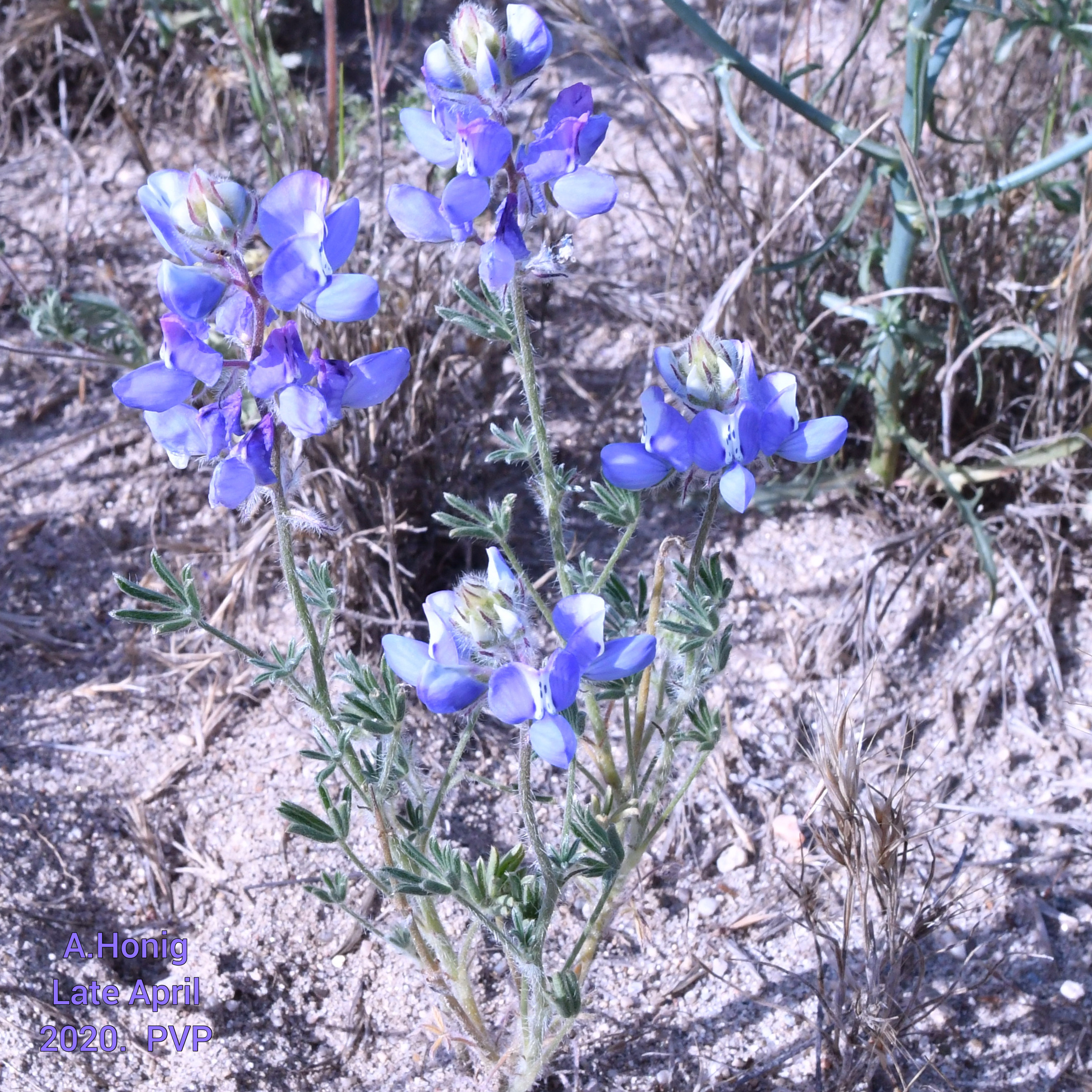 Sky Lupine