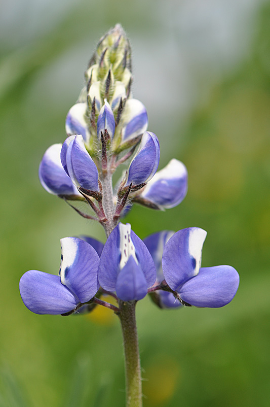 Sky Lupine