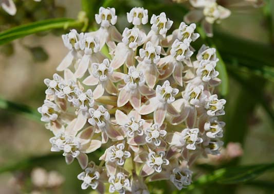 Narrow Leaf Milkweed