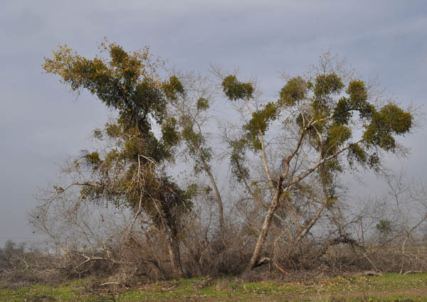 Chaparral Mistletoe