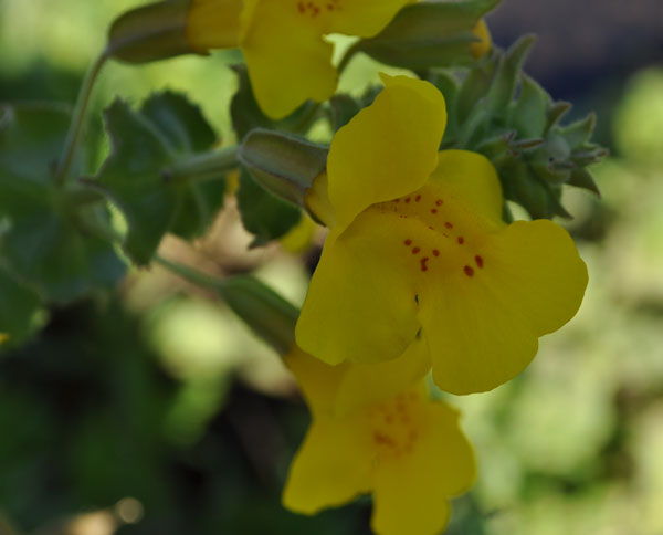 Yellow Monkey Flower