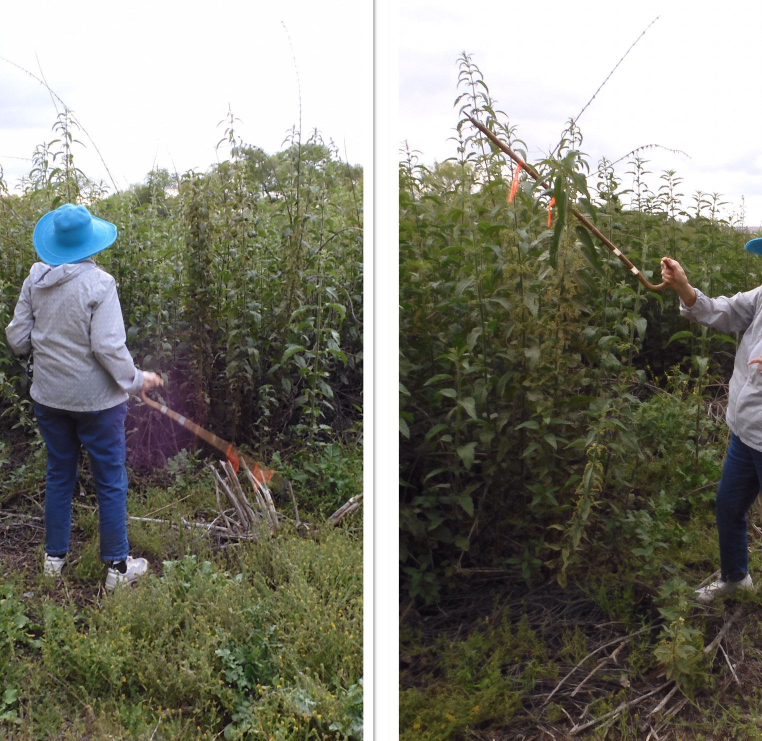 Hoary Nettle