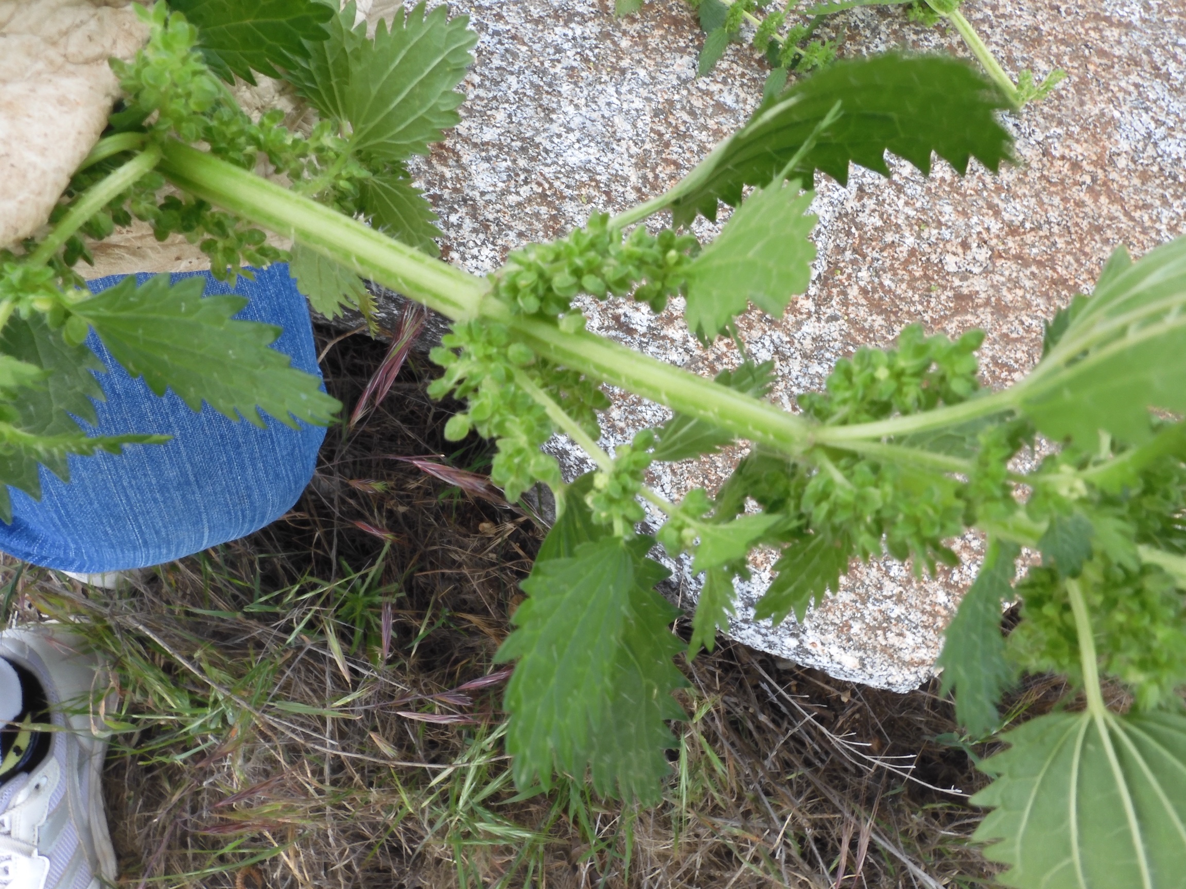 Hoary Nettle