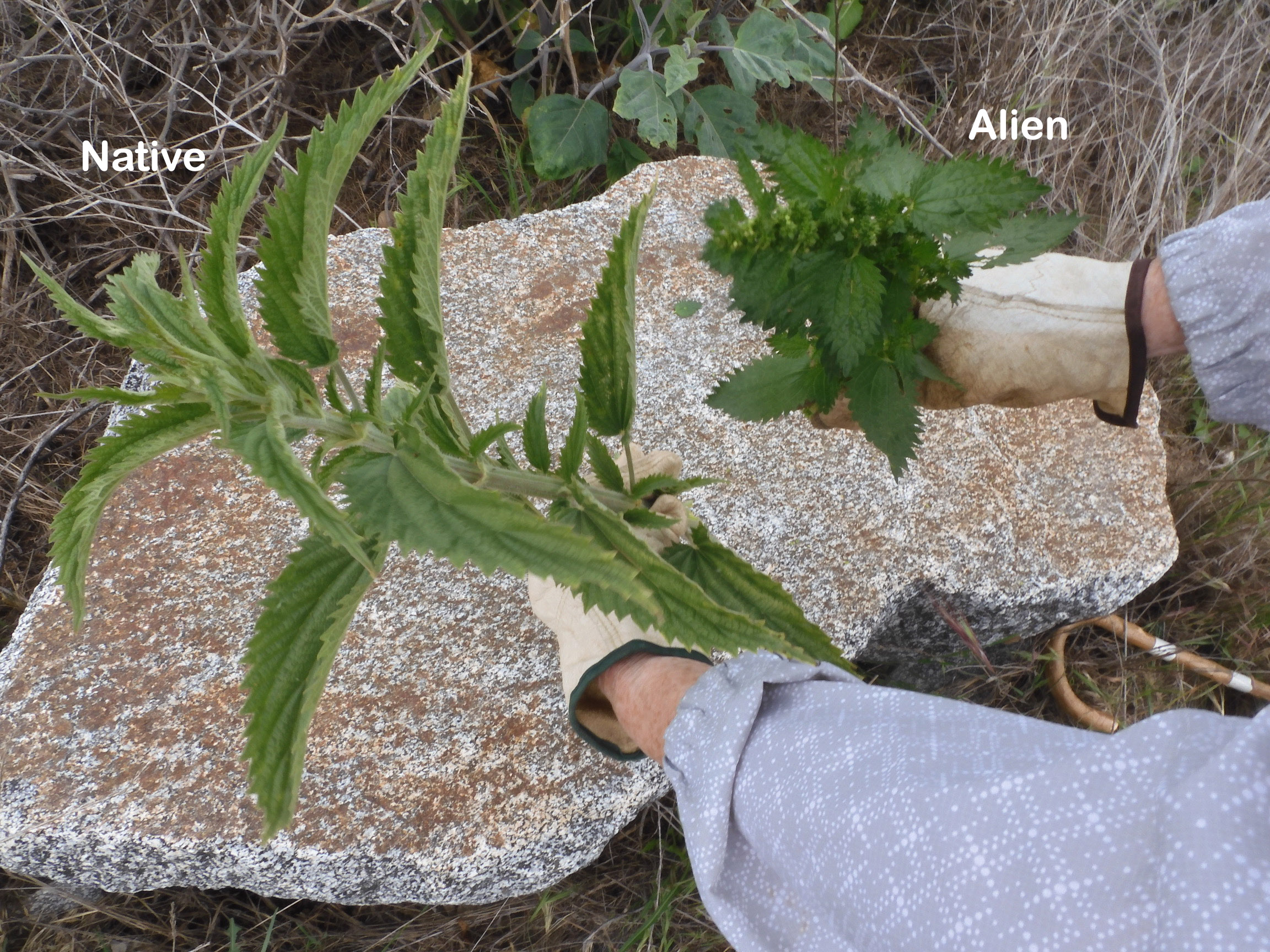 Hoary Nettle