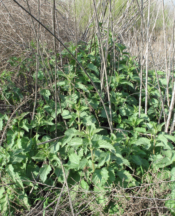 Hoary Nettle