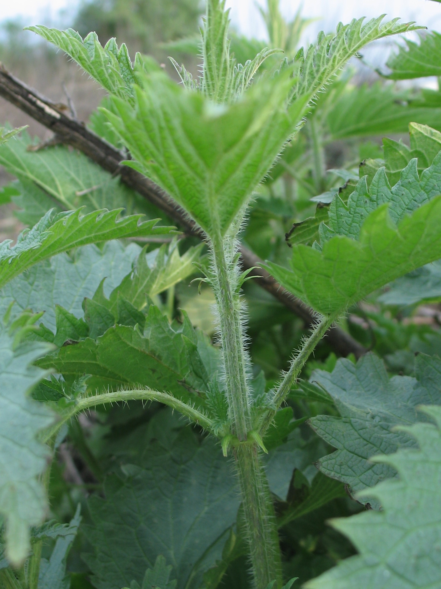 Hoary Nettle