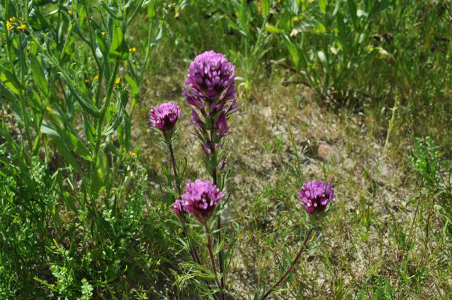 Owl's Clover