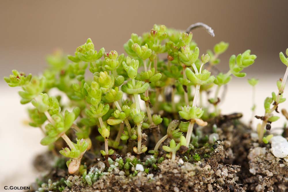 Pygmy Weed