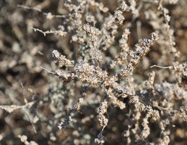 Allscale Saltbush