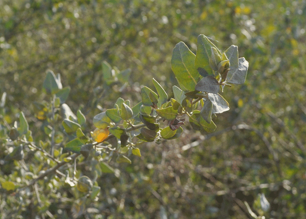 Big Saltbush