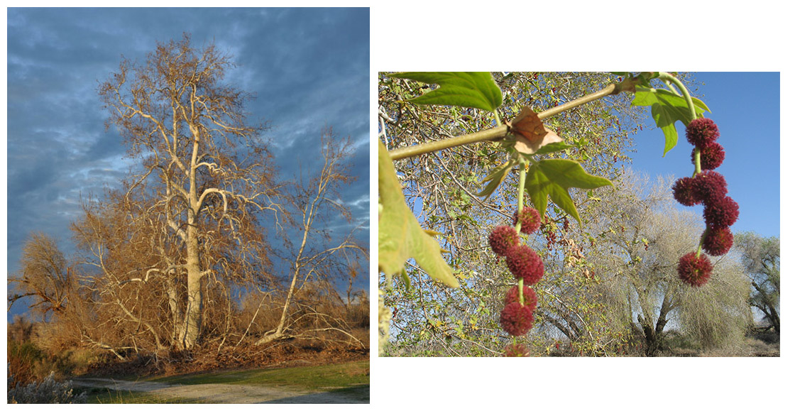 Western Sycamore