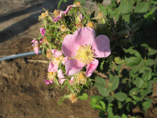 California Wild Rose