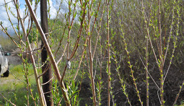 Narrow Leaf Willow