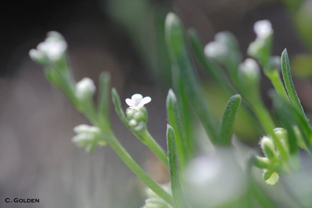 Winged Combseed