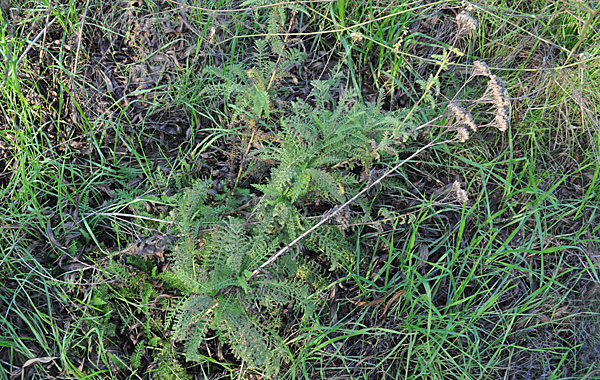 Yarrow