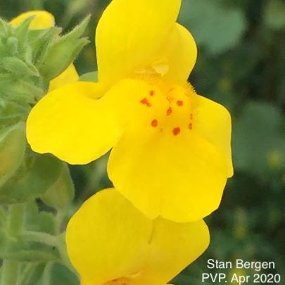 Yellow Monkey Flower