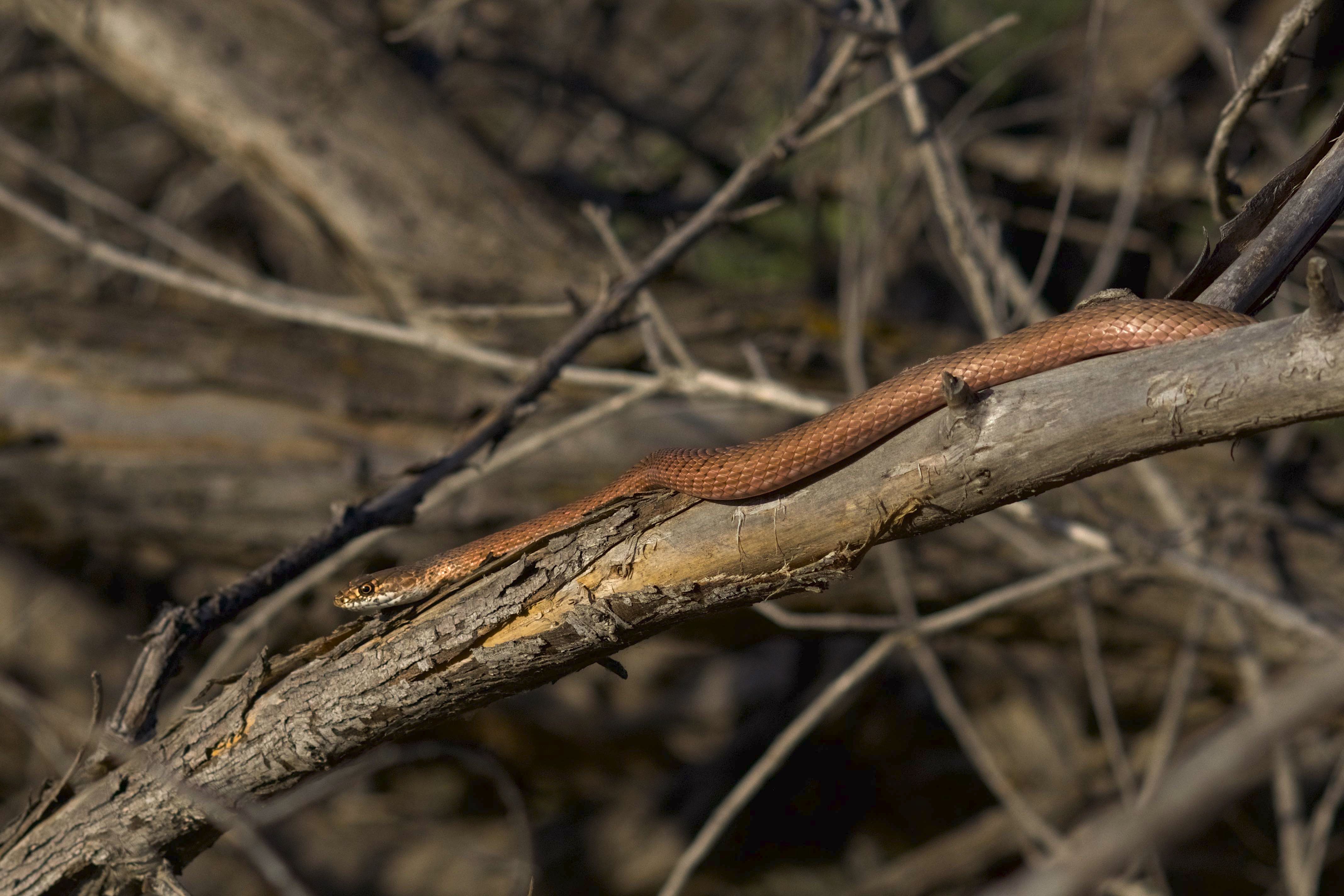 coachwhip snake