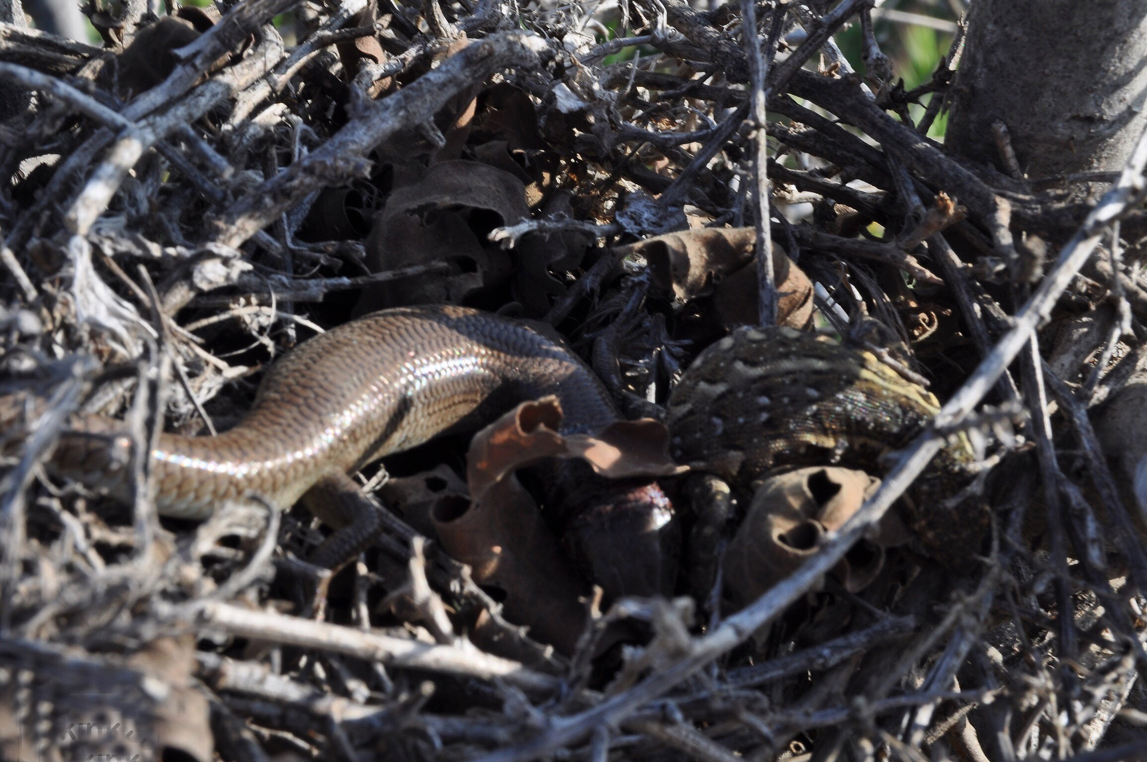 Skink