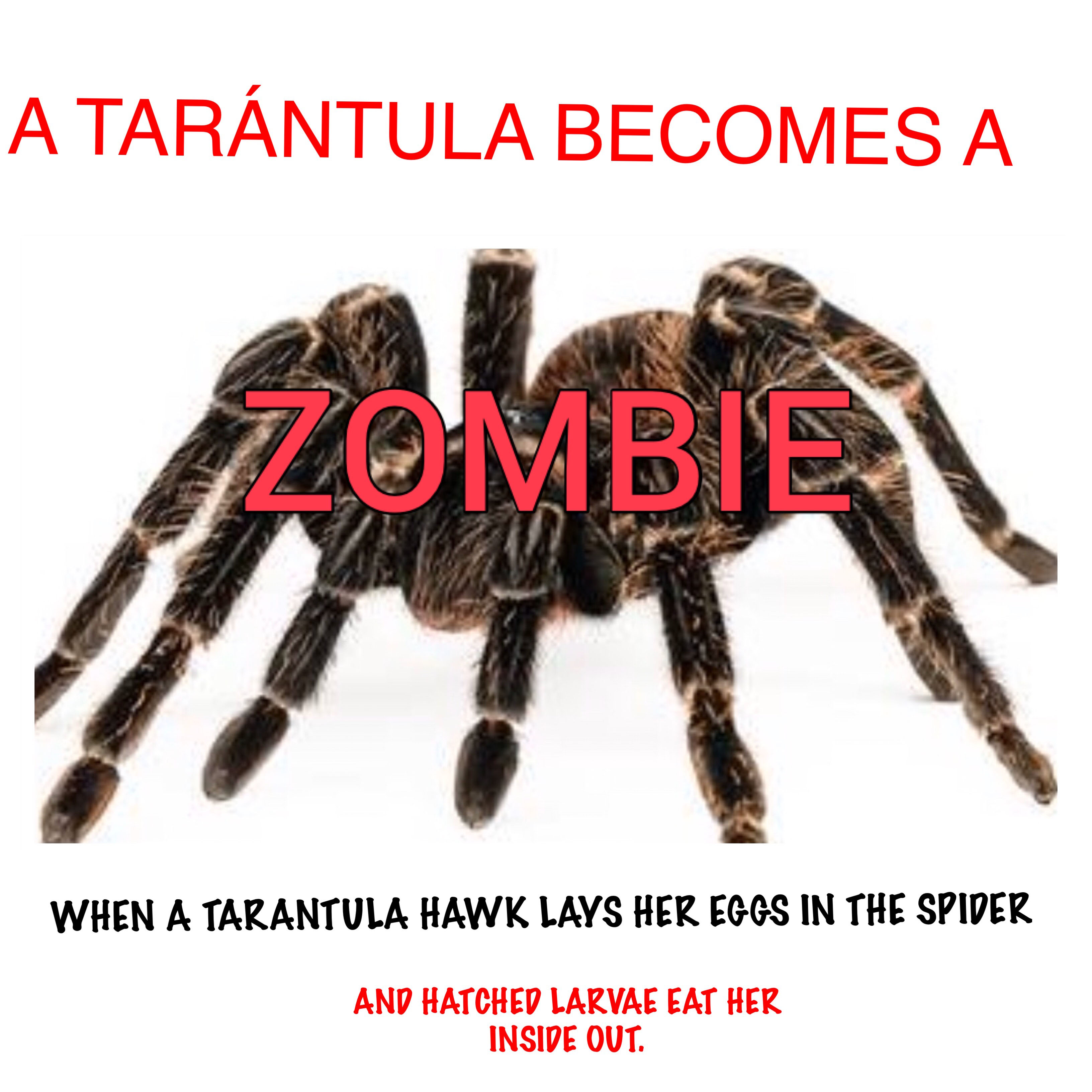 Zombie Tarantula